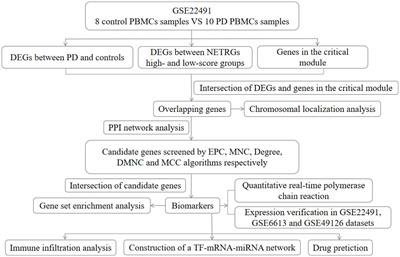 Bioinformatics gene analysis for potential biomarkers and therapeutic targets of Parkinson’s disease based on neutrophil extracellular traps